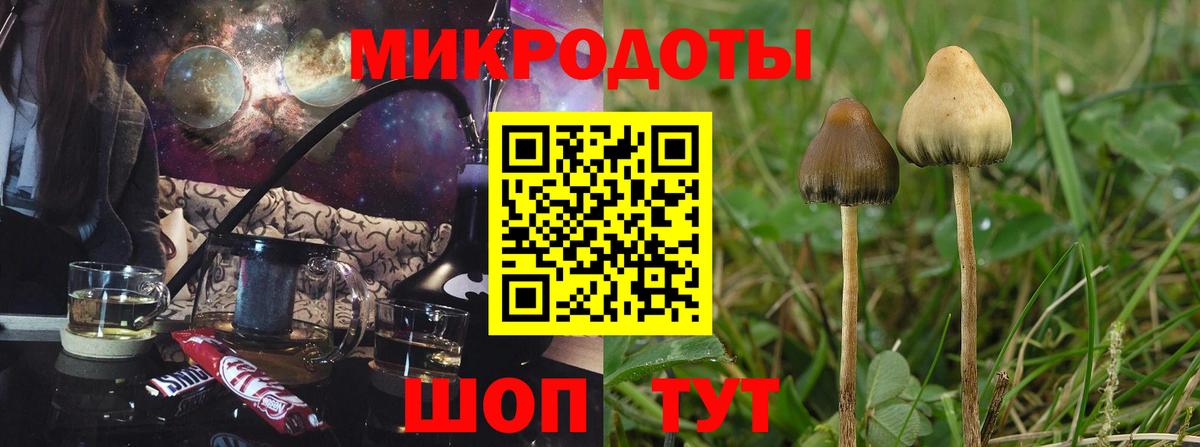 Галлюциногенные грибы Psilocybe Прохладный